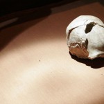 Homo erectus n'était pas seul | Le Monde